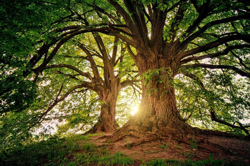 Majestic Forests