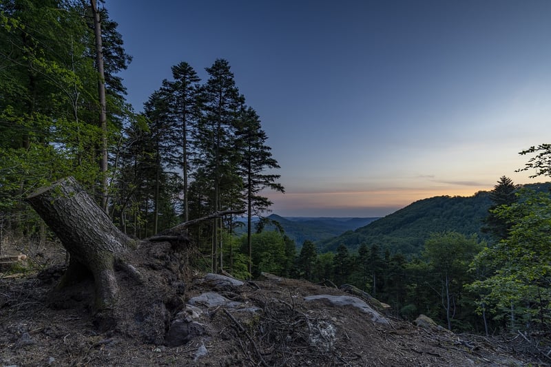 Majestic Forest